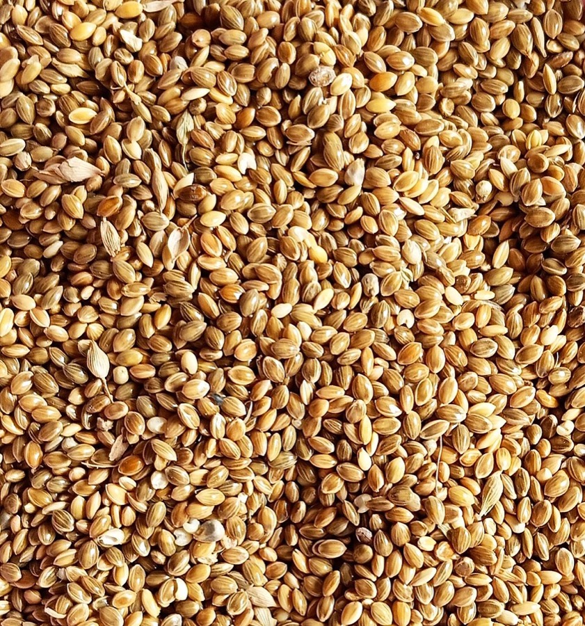 Close-up of foxtail millet grain