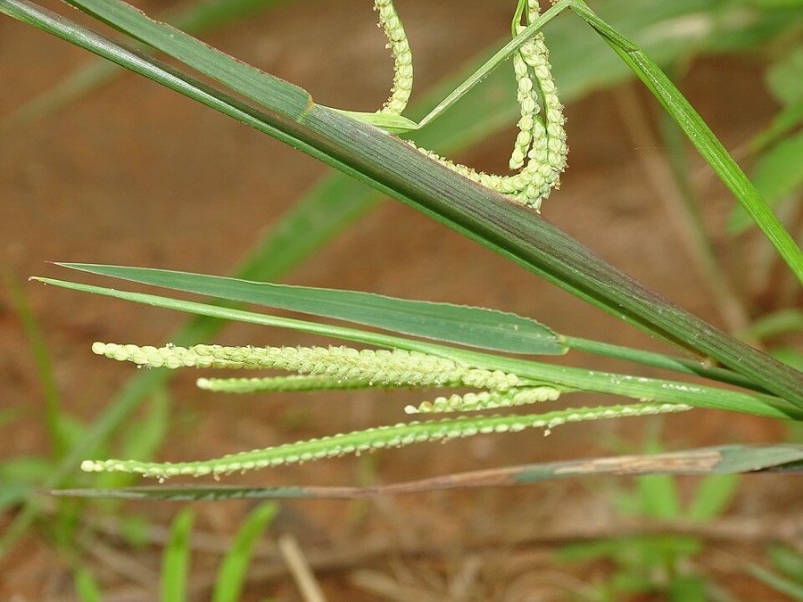 Kodo millet growing in the field